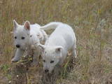 Собаки, щенята Біла Швейцарська вівчарка, ціна 2500 Грн., Фото