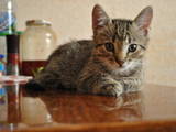 Кішки, кошенята Безпорідна, ціна 5 Грн., Фото