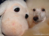 Собаки, щенята Карликовий пудель, ціна 2500 Грн., Фото