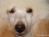 Собаки, щенки Карликовый пудель, цена 2500 Грн., Фото