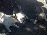 Собаки, щенята Східно-сибірська лайка, ціна 800 Грн., Фото