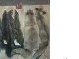 Собаки, щенки Восточно-Сибирская лайка, цена 800 Грн., Фото