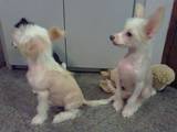 Собаки, щенки Китайская хохлатая собака, цена 2000 Грн., Фото