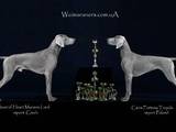 Собаки, щенки Веймарская легавая, цена 17000 Грн., Фото