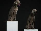 Собаки, щенки Веймарская легавая, цена 17000 Грн., Фото