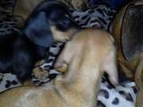 Собаки, щенята Гладкошерста мініатюрна такса, ціна 900 Грн., Фото