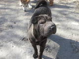 Собаки, щенята Шарпей, ціна 4000 Грн., Фото