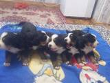 Собаки, щенки Бернская горная собака, цена 5000 Грн., Фото