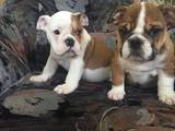 Собаки, щенки Английский бульдог, цена 1000 Грн., Фото