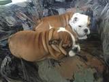 Собаки, щенки Английский бульдог, цена 1000 Грн., Фото