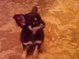Собаки, щенки Русский длинношерстный тойтерьер, цена 3000 Грн., Фото