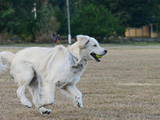 Собаки, щенята Золотистий ретрівер, ціна 3000 Грн., Фото