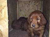 Собаки, щенята Ірландський сетер, ціна 1500 Грн., Фото