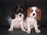 Собаки, щенки Кавалер-Кинг-Чарльз спаниель, цена 7000 Грн., Фото