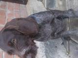 Собаки, щенята Німецька жорсткошерста лягава, ціна 5000 Грн., Фото