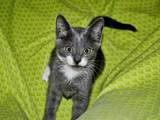 Кошки, котята Русская голубая, цена 2 Грн., Фото