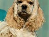 Собаки, щенята Американський коккер, ціна 5000 Грн., Фото