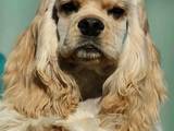 Собаки, щенята Американський коккер, ціна 5000 Грн., Фото