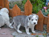Собаки, щенки Южнорусская овчарка, цена 500 Грн., Фото