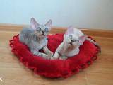 Кошки, котята Девон-рекс, цена 1800 Грн., Фото