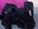 Собаки, щенята Чорний тер'єр, ціна 10000 Грн., Фото