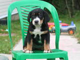 Собаки, щенята Великий Швейцарський зенненхунд, ціна 15000 Грн., Фото
