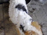 Собаки, щенята Жорсткошерстий фокстер'єр, ціна 1000 Грн., Фото