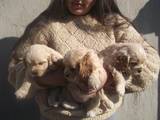 Собаки, щенки Американский коккер, цена 1200 Грн., Фото