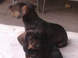 Собаки, щенки Жесткошерстная такса, цена 5000 Грн., Фото