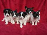 Собаки, щенки Папильон, цена 12000 Грн., Фото