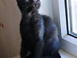 Кошки, котята Бомбейская, цена 500 Грн., Фото