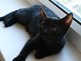 Кошки, котята Бомбейская, цена 500 Грн., Фото