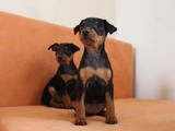 Собаки, щенята Карликовий пінчер, ціна 3700 Грн., Фото
