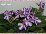 Домашні рослини Фіалки, ціна 7 Грн., Фото