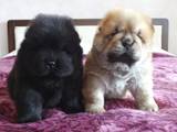 Собаки, щенки Чау-чау, цена 8000 Грн., Фото
