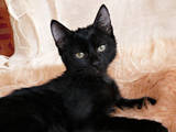 Кішки, кошенята Бомбейська, ціна 500 Грн., Фото