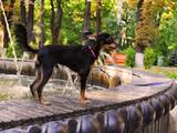 Собаки, щенята Російський довгошерстий тойтерьер, ціна 3000 Грн., Фото