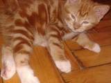 Кошки, котята Курильский бобтейл, цена 300 Грн., Фото
