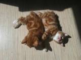 Кішки, кошенята Курильський бобтейл, ціна 300 Грн., Фото