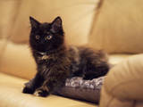 Кошки, котята Курильский бобтейл, цена 4000 Грн., Фото