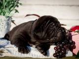 Собаки, щенки Южноафриканский бурбуль, цена 20000 Грн., Фото