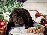 Собаки, щенки Южноафриканский бурбуль, цена 20000 Грн., Фото