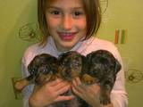 Собаки, щенки Гладкошерстная миниатюрная такса, цена 450 Грн., Фото
