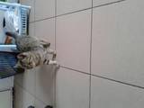 Кошки, котята Неизвестная порода, Фото
