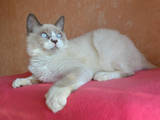 Кошки, котята Рэгдолл, цена 1000 Грн., Фото