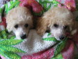 Собаки, щенки Малый пудель, цена 1500 Грн., Фото
