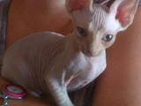Кошки, котята Девон-рекс, цена 1500 Грн., Фото