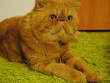 Кошки, котята Спаривание, цена 900 Грн., Фото
