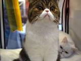 Кошки, котята Экзотическая короткошерстная, цена 11500 Грн., Фото