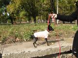 Собаки, щенки Русский гладкошерстный тойтерьер, цена 10500 Грн., Фото
